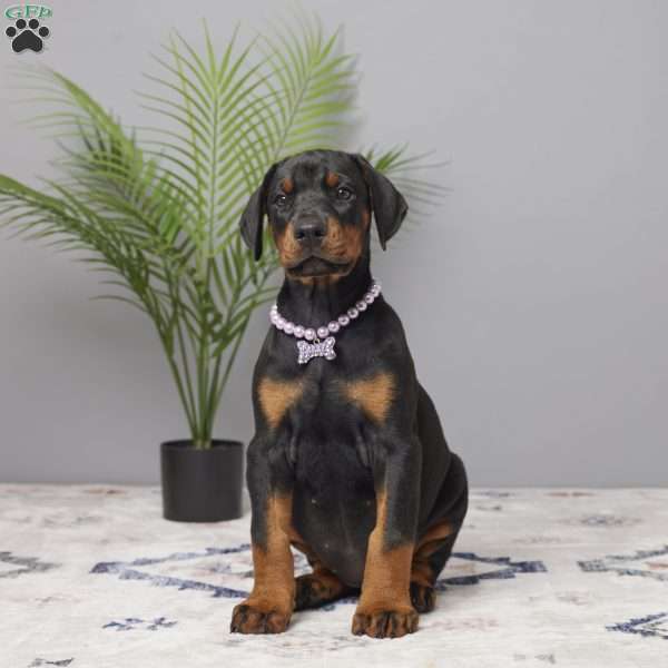 Ollie, Doberman Pinscher Puppy